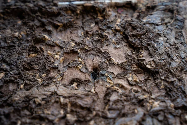 Ausgewählter Fokus aus nächster Nähe auf termitenbefallene Holzstangen — Stockfoto