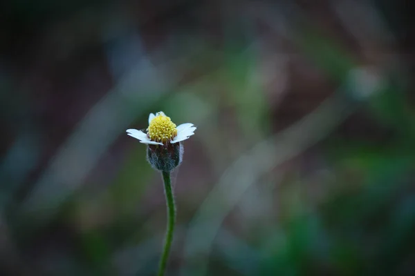 Biały Żółty Mały Dziki Stokrotka Trawa Kwiat Rozmytym Tłem — Zdjęcie stockowe