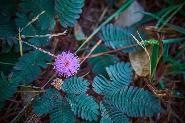 Planta Sensible Planta Somnolienta Flor Herb Tócame — Foto de Stock