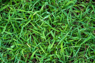 Taze yeşil yapraklar çimenlerin üzerine çiy damlası gibi düşer. Yeşil, güneşin doğuşunu doğal bitkiden sağlar. Botanik bahçesinde büyüyen güzellik yaprağı