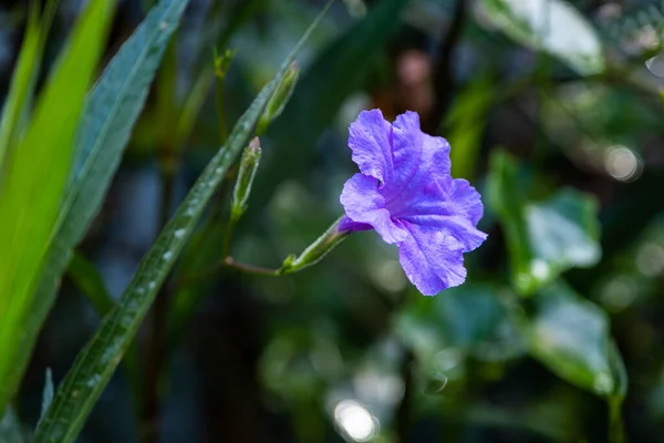 Lato Viola Ruellia Tuberosa Fiore Fiore Primavera Giardino Sfondo — Foto Stock