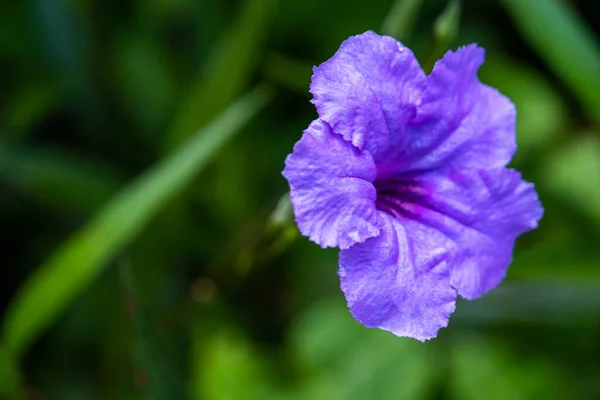 Viola Ruellia Tuberosa Fiore Fiore Primavera Giardino Sfondo — Foto Stock