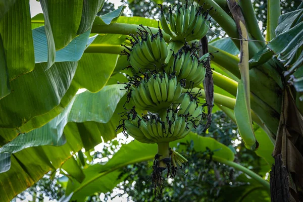 Árbol Plátano Con Plátanos Verdes Crudos Gran Licencia Naturaleza — Foto de Stock
