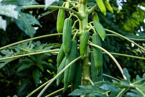 Racimo Crudo Verde Fresco Papaya Árbol Papaya — Foto de Stock