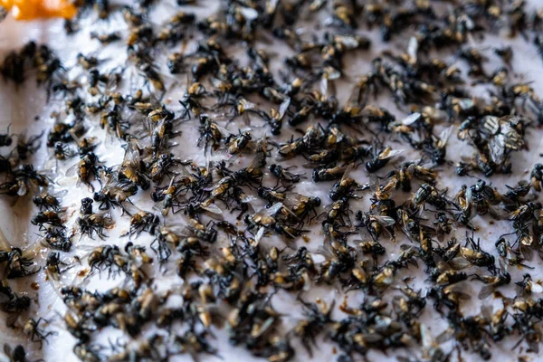 The Close up of Many fly dead on Fly glue trap, Dead flies trapped on a glue trap, Fly are the cause of diarrhea.
