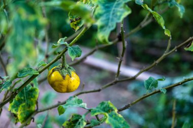 Sarı patlıcanlar yoğun, çıtır çıtır ve acıdır ve bahçedeki tatlı ve yumuşak topraklara sahip değildir.