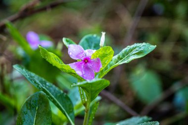 Bahçede pembe çiçek, Batı Hint menekşesi, yazı için yeri var.