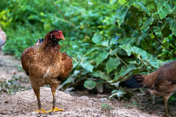 The Chicken standing on a rural garden in the countryside. Close up of a chicken standing on a backyard shed with chicken coop.