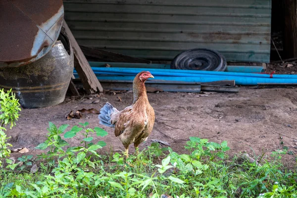 Курица Стоящая Сельском Саду Сельской Местности Крупный План Курицы Стоящей — стоковое фото