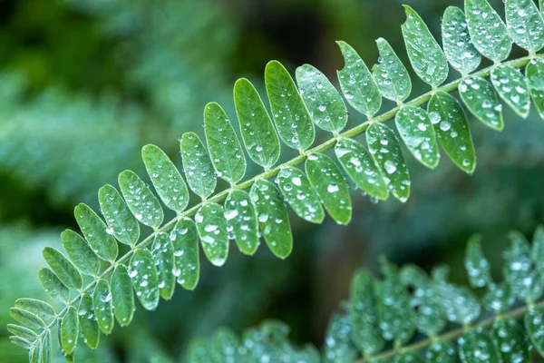 Las Hojas Agasta Sesban Ave Que Tararea Vegetal Árbol Que — Foto de Stock