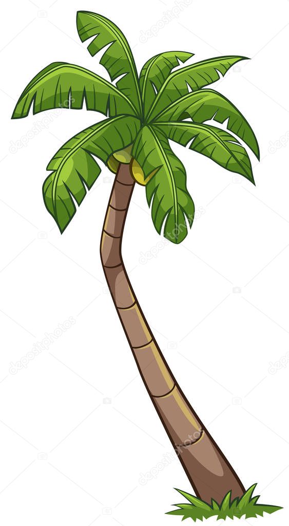Coconut tree cartoon style