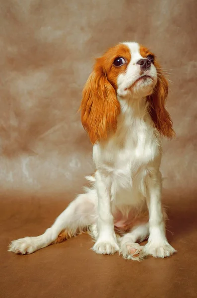Cavalier King Charles Spaniel Studio Canvas Dog — Stock Photo, Image