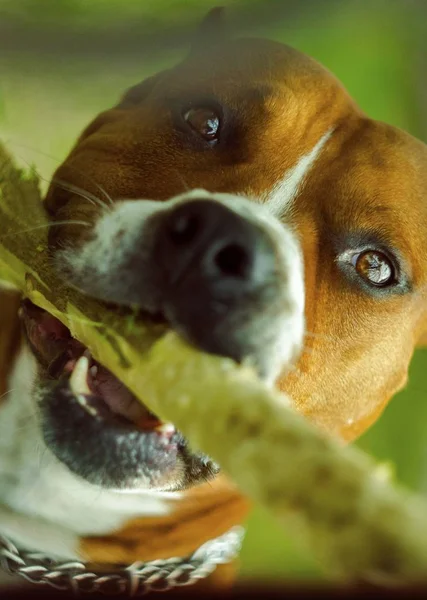 Hund Redheaddog Nice Gnawson Gatan Grejer — Stockfoto