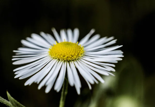 Doğa, papatya, güzel, çiçek, ormanda bir yürüyüş, Astro Aile, sokak, 