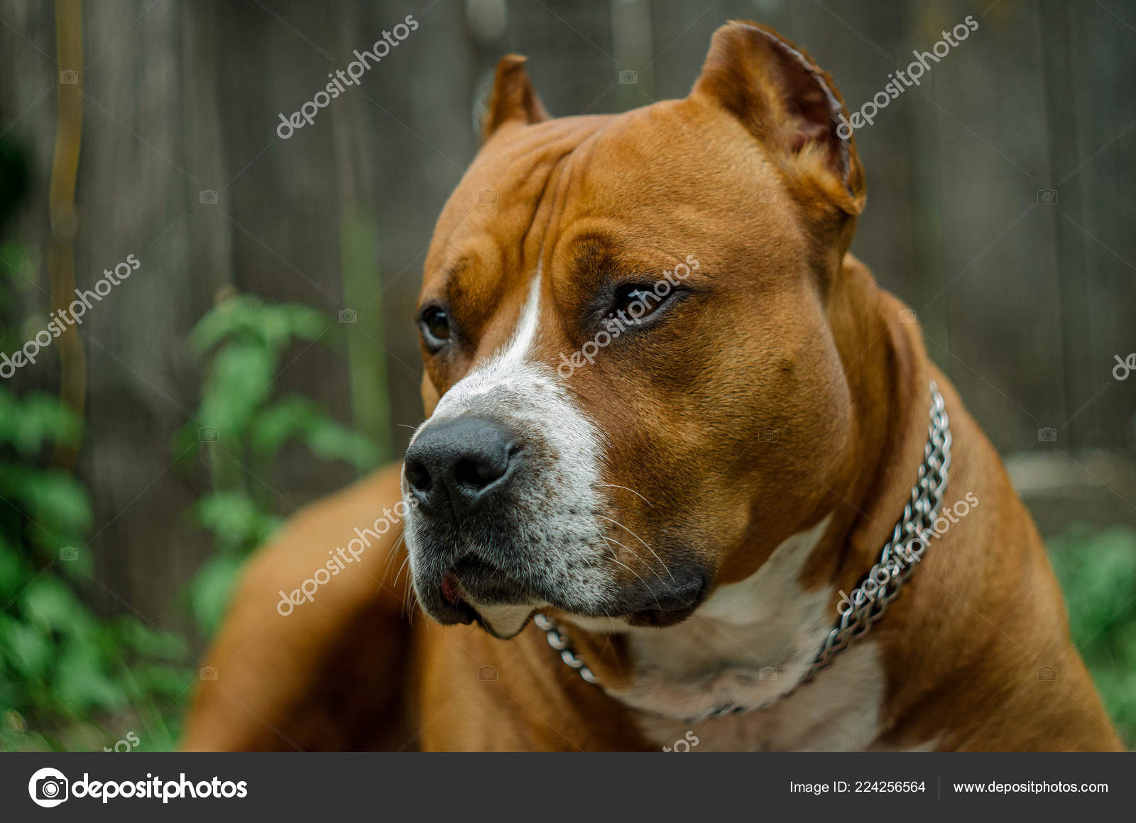 red american staffordshire terrier
