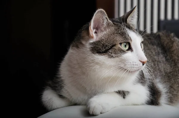 güzel, Evcil hayvan, kedi, kedi, yeşil gözlü, portresi, kanepede, evler portre 