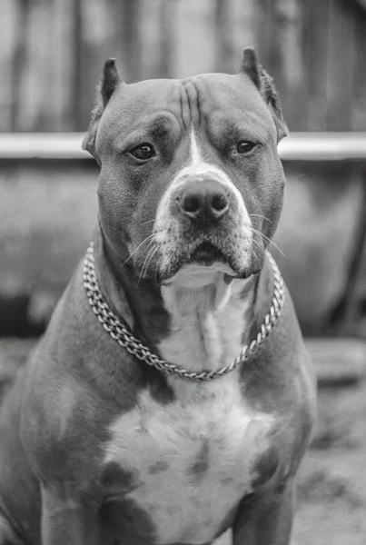 Amstaff Portrét Pes Personál Léto Red Dog Bull Teriér Americký — Stock fotografie