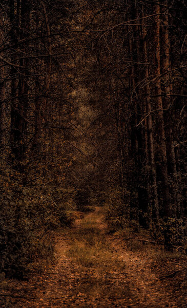 Dark forest, village, evening, forest, nature, road, the trees, evening forest,