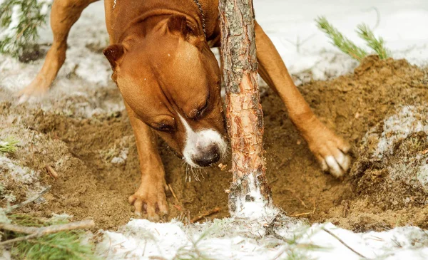 amstaff, Red Dog, Amerikan staffordshire terrier, Bull terrier, çalış, ağaç, kar, kış, personel, kemiren, köpek