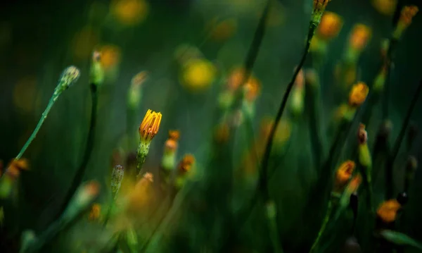 Jaune Nature Beau Fleur Dans Forêt Rue Pétale Prairie Village — Photo