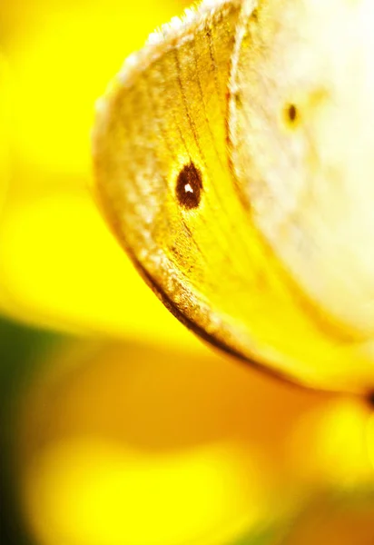 Amarillo Naturaleza Agradable Flor Bosque Calle Pétalo Aire Libre — Foto de Stock