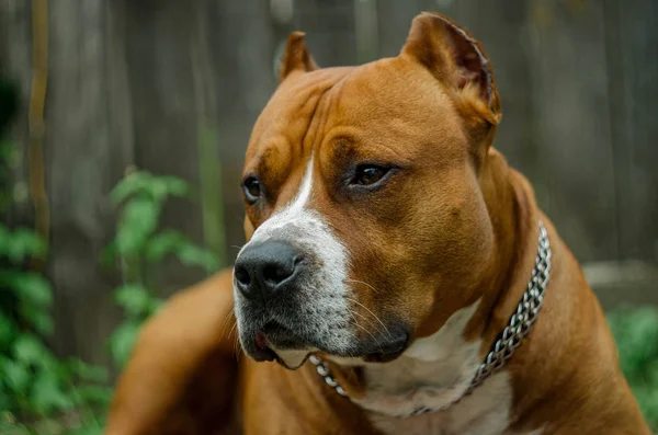 Retrato Perro Amstaff Perro Rojo Personal Verano Staffordshire Terrier Americano Fotos de stock