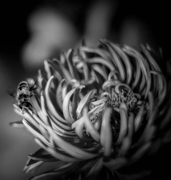 siyah ve beyaz imageday, açık havada, yaz, arı, flover, orman, monohrome