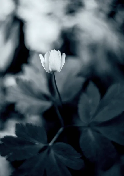 Día Aire Libre Hermoso Naturaleza Agradable Flor Hierba Monocromo Verano — Foto de Stock