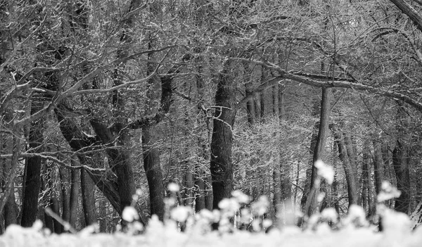 Nap Szabadban Táj Természet Szép Gyönyörű Téli Erdőben — Stock Fotó