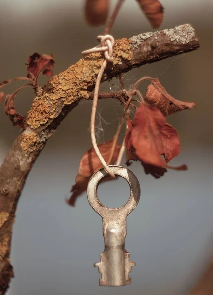 ağacı, anahtarı, Tel, Doğa, şube, sonbahar, gün, ormanda