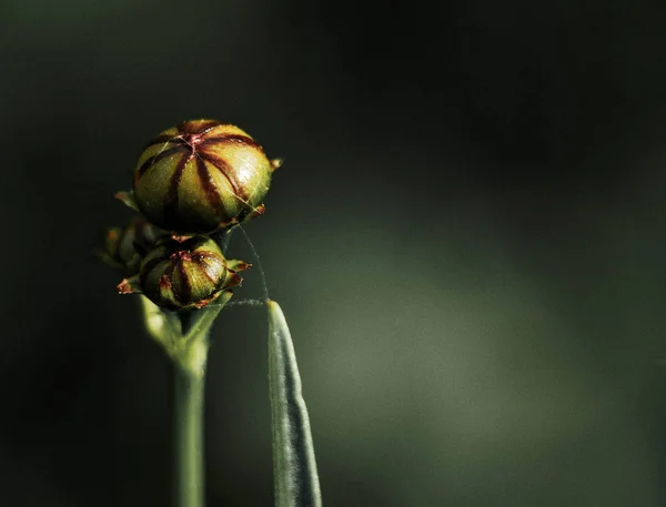 Flover Nap Természet Szép Utca Nyáron Erdőben Szép Csodálatos — Stock Fotó