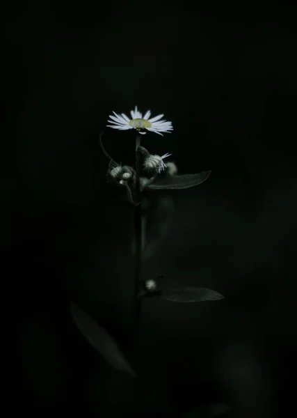 flover, petal, akşam, Doğa, orman, güzel, yaz aylarında sokak