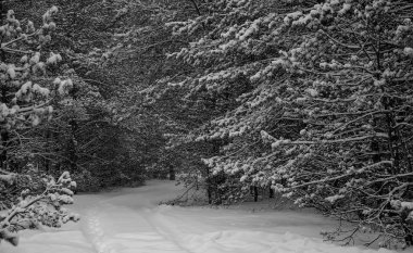 Doğa, orman, ağaçlar, kış, köy, Güzellik, kar, soğuk, yürüyüş