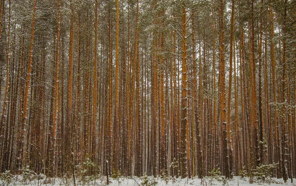 Природа Лес Деревья Зима Деревня Красота Снег Холод Стролл — стоковое фото