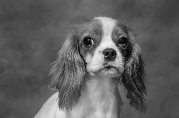 Kavalier König Charles Spaniel Hund Hintergrund Jenny Schön Rotschopf Monochrom — Stockfoto