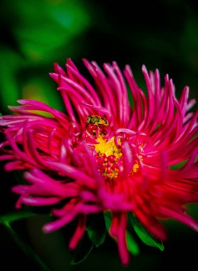 arı, çiçek, yaz, Doğa, Bahçe, dış, yaprakları, makro