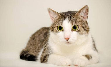 evler, kedi, arka plan, fotoğraf stüdyosu, sakin, yeşil gözlü, güzel, görme