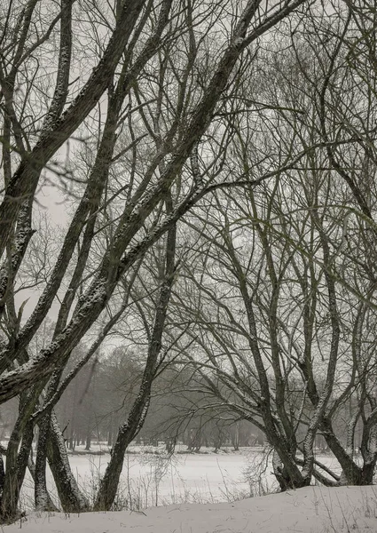Doğa, göl, orman, su, kış, sahile, ağaçlar, buz üzerinde