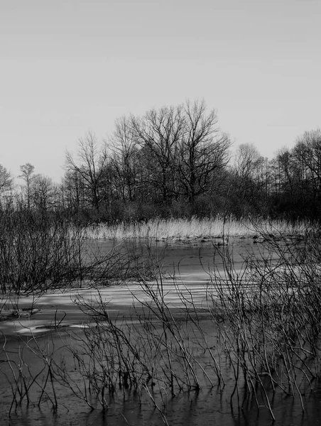 Natura Lago Foresta Acqua Inverno Sulla Riva Gli Alberi Ghiaccio — Foto Stock