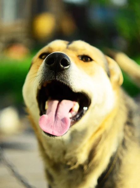 Perro Verano Bosque Naturaleza Paseo Pelirroja Sonrisas Pueblo — Foto de Stock