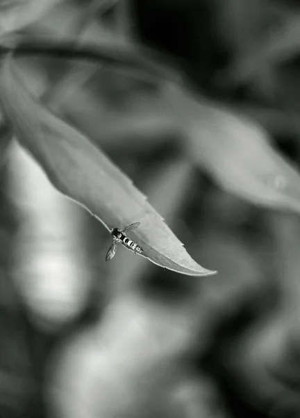 Osy Natura Liść Las Makro Monochromatyczne Strzał Rozprzestrzeniania Jej Skrzydła — Zdjęcie stockowe