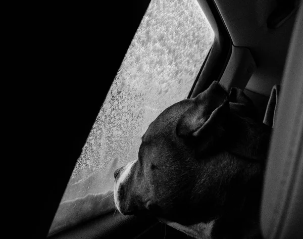 American Staffordshire Terrier Pies Monochromatyczne Biało Czarnych Strzał Samochodzie Tylnym — Zdjęcie stockowe