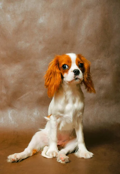 Caballero Rey Charles Spaniel Perro Fondo Jenny Atractiva Pelirroja —  Fotos de Stock