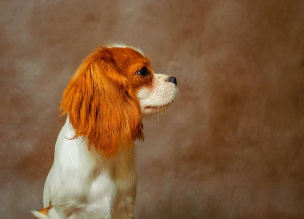 Cavalier Król Charles Spaniel Pies Tło Jenny Piękna Rudowłose — Zdjęcie stockowe
