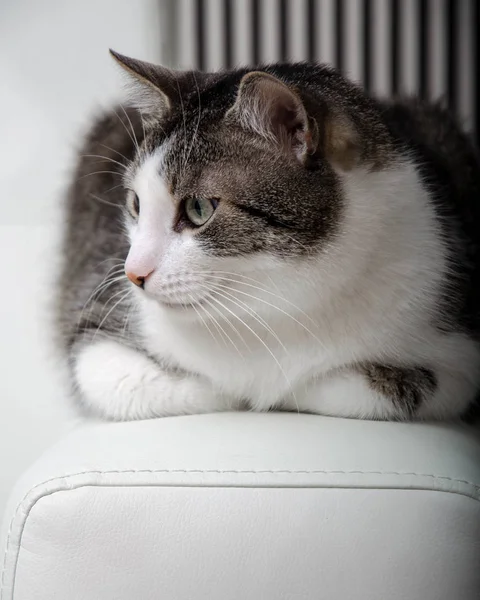 houses, cat, studio photography, calm, green-eyed, nice, sight, on the couch, pet