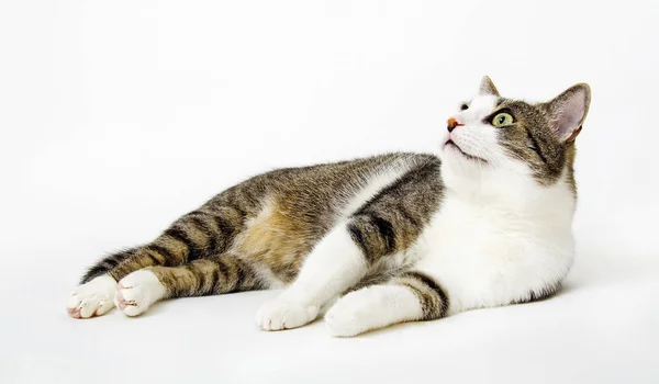 kedi, görme, yalan, arka plan, tuval, stüdyo fotoğrafçılığı, güzel, yeşil gözleri