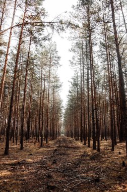 ağaçlar, orman, dış, taze hava, güzel, iz, yüksek, doğa
