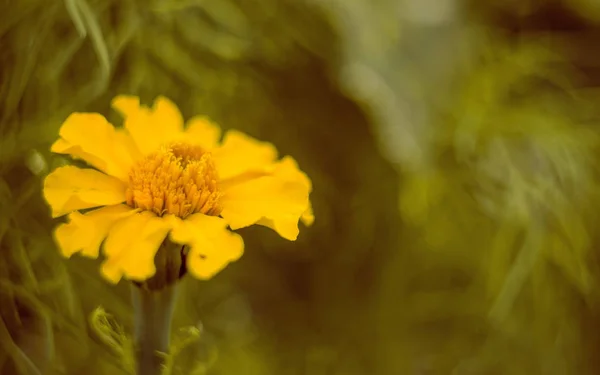 Planta Pueblo Exterior Aire Fresco Hermoso Bokeh Jardín Naturaleza — Foto de Stock