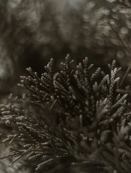 Doğa, köyde, dış bitki, Flora, yaz, Mazı (bitki), monohrome, arka plan, bokeh 