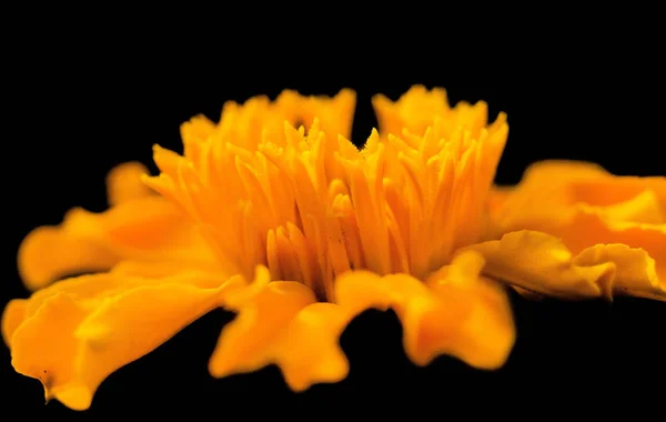 Doğa, köyde, dış bitki, Flora, yaz, çiçek, arka plan, bokeh